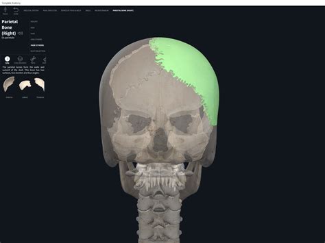 Bones Skull Parietal Anatomy And Physiology