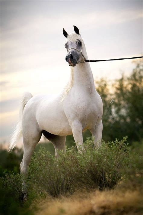 extrem justice arabian horse beautiful horses horses