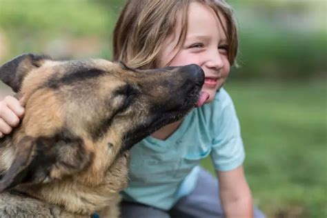 Why Are German Shepherds Used As Police Dogs · German Shepherd 101