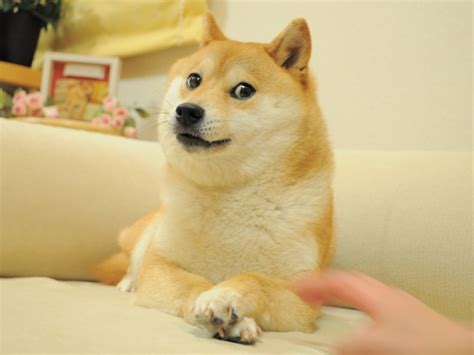 Is Dogecoin Becoming a Thing? Here's What You Should Know | IE