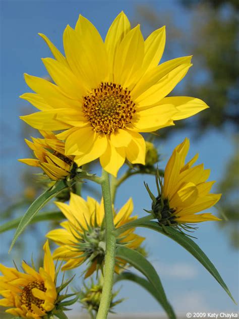Helianthus Maximiliani Maximilian Sunflower Minnesota Wildflowers