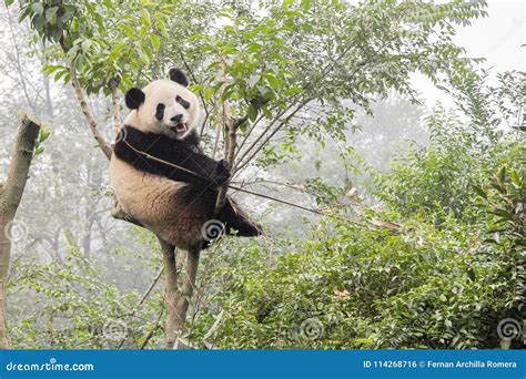 Panda Bear On Bamboo Tree Stock Photo Image Of Grass 114268716