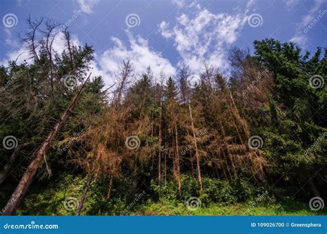 Dried Pine Trees In A Green Forest And Beautiful Sky With Clouds Stock