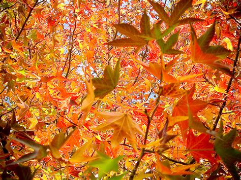 Jeffrey Friedls Blog First Taste Of Kyotos Autumn