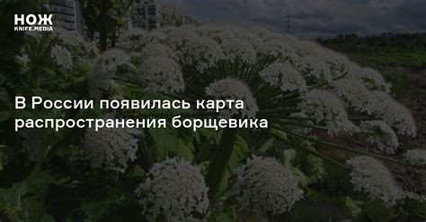 Борщевик вырвался с кавказа и теперь захватывает среднюю полосу россии, сообщают немецкие сми. В России появилась карта распространения борщевика — Нож