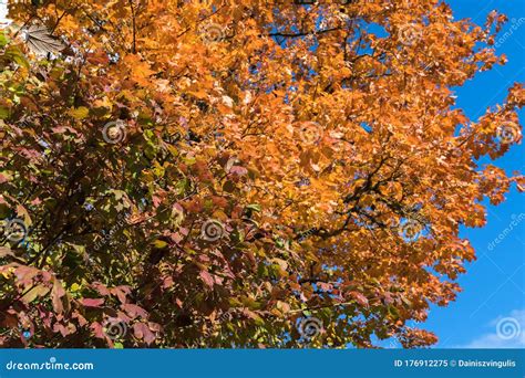 Maple In Autumn Against The Sky Background Stock Image Image Of