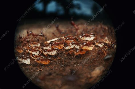 Driver Ant Carrying Pupae Stock Image C0405773 Science Photo Library