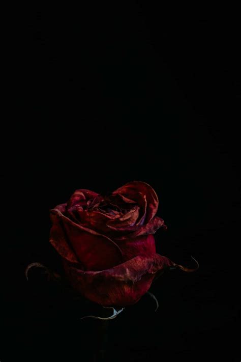 Download Blood Aesthetic Red Rose Black Background Wallpaper