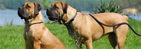 Boerboel Information Health Pictures And Training Pet Paw