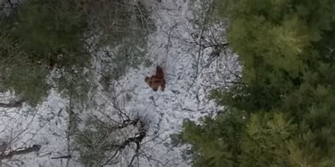 New Drone Footage Of Bigfoot Hailed As ‘the Best Yet Indy100