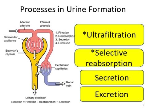 Urine Formation Osmo Regulation