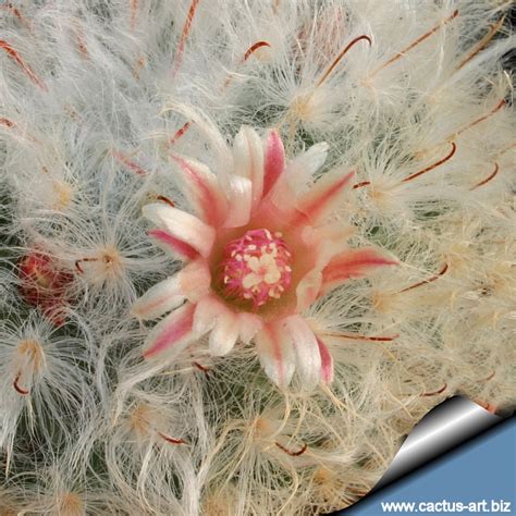 That means, spine stabs can cause varying degrees of severity from just causing minor wounds that heal with time to. Mammillaria bocasana multilanata