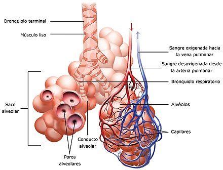 Respiratory System Complete Es Aparato Respiratorio Wikipedia La