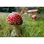 Magic Mushrooms  Free Stock Photo LibreShot