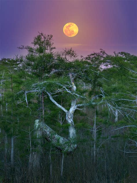 Photographing The Moon Rising Over The Z Tree At Everglades National
