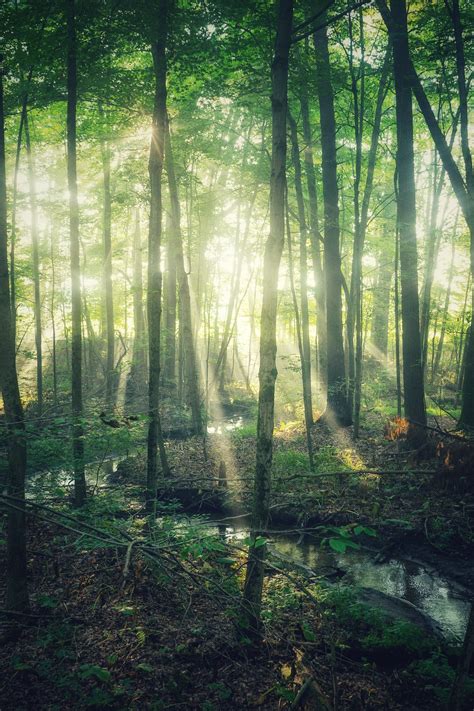 Forest Sunlight Pictures | Download Free Images on Unsplash