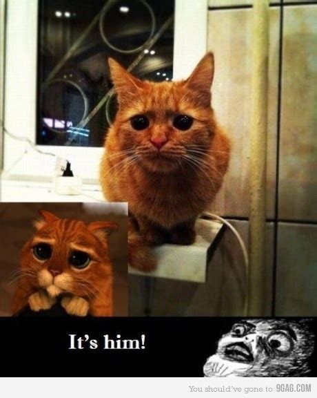 9gag Cat Cats Cute Kitty Image 358456 On