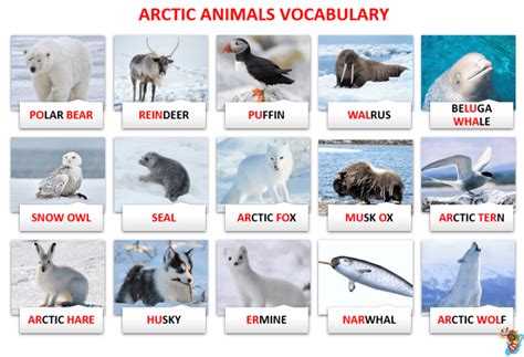 English Nature Vocabulary Lesson 4 Describe Arctic And Aquatic