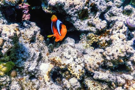 Red Sea Clownfish Amphiprion Bicinctus Red Sea Stock Photo Image Of