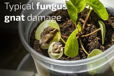 Nemaplus Depot Control Fungus Gnats With Encapsulated Nematodes E