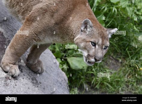Puma Puma Lion De Montagne Banque De Photographies Et Dimages à Haute