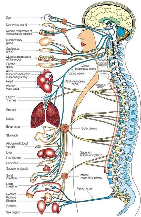 Image Result For Spine Anatomy Spine Health Medical Anatomy