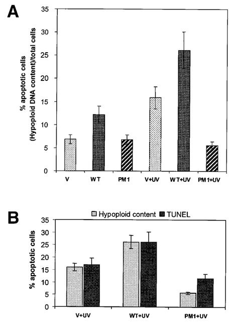 P33 Ing1b Pip Mutants That Do Not Bind Pcna Do Not Induce Apoptosis Download Scientific