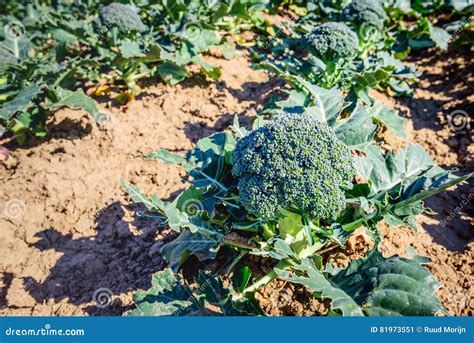 Harvest Ripe Organically Grown Broccoli In A Sunny Field Stock Image