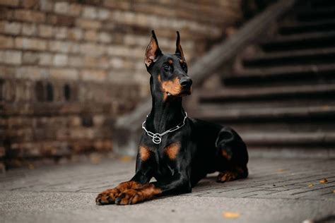 Download Doberman Pictures