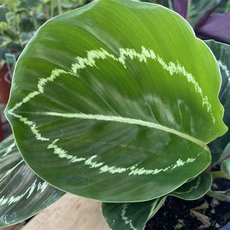 Calathea Picturata ‘vandenheckei 4″ Pot Tropicalshouseplants