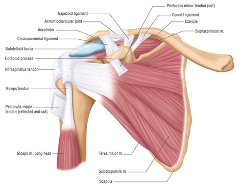 Shoulder Tendon And Ligament Anatomy Shoulder Tendons Orthopaedic The