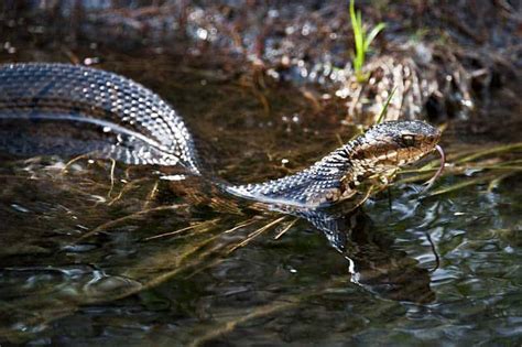 11 Types Of Water Snakes In Texas Pictures Wildlife Informer