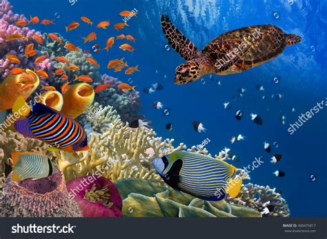 Colorful Coral Reef With Many Fishes And Sea Turtle Red