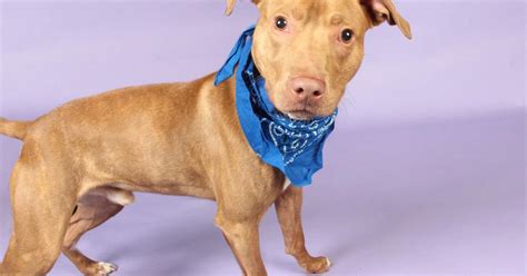 Pets Of The Week Pit Bull Mix Cattle Dog Mix And A Coonhound