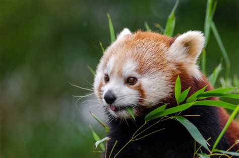 Red Panda Ailurus Fulgens Free Stock Photo Public Domain Pictures