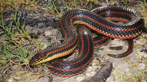 A Rare Rainbow Snake Spotted In Florida After More Than 50 Years