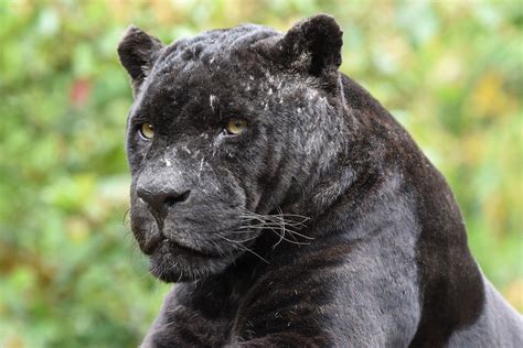 Black Jaguar Zoo Amneville Black Jaguar Buzz Mandenno Photography