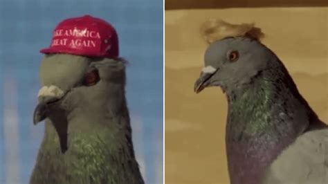 Pigeons In Maga Caps And Donald Trump Wig Spotted Wandering The Streets