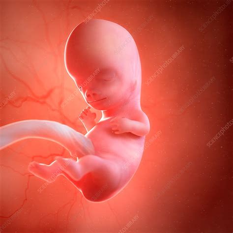 Human Foetus Age 9 Weeks Illustration Stock Image F0187557