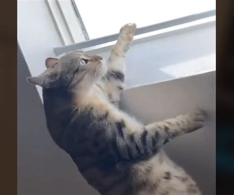 Silly Cats Funny Short Compilation Viral Cats Blog