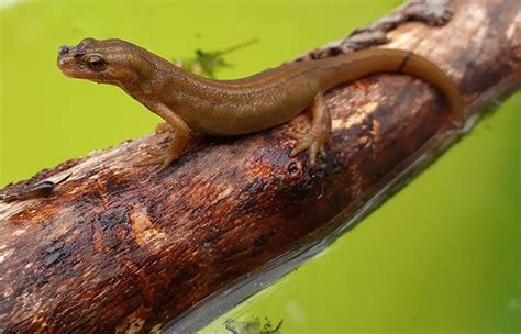 20 Interesting Facts About Newts Top Facts