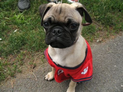 Look at pictures of pug puppies in new jersey who need a home. Pugs! In costumes! | All Over Albany