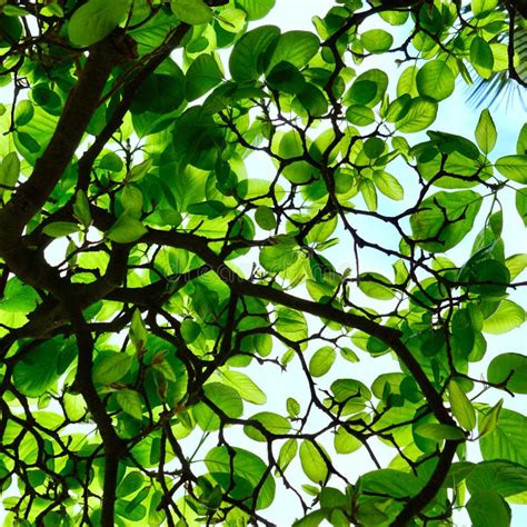 Green And Colorful Tree Leaves In Summer In The Nature Stock Photo