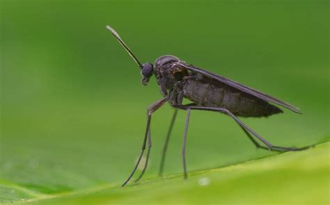 A Guide To Fungus Gnat Identification Prevention And Control Prosite