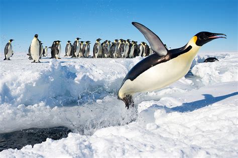 Filepenguin In Antarctica Jumping Out Of The Water Wikimedia Commons