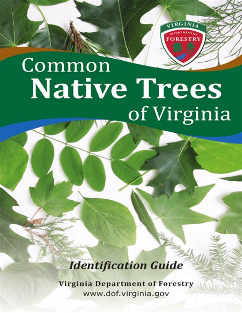 Common Native Trees Of Virginia