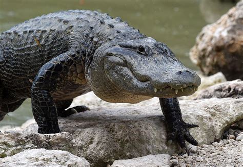 Python Vs Alligator Who Will Win Between The 2 Apex Predators Watch