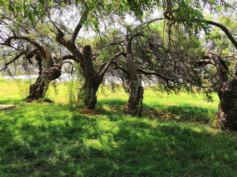 Spring Meadow With Big Tree With Fresh Green Leaves Stock Image Image