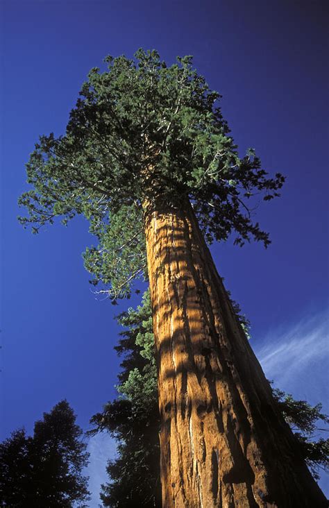 Giant Sequoias Sequoiadendron Giganteum Photograph By Rich Reid