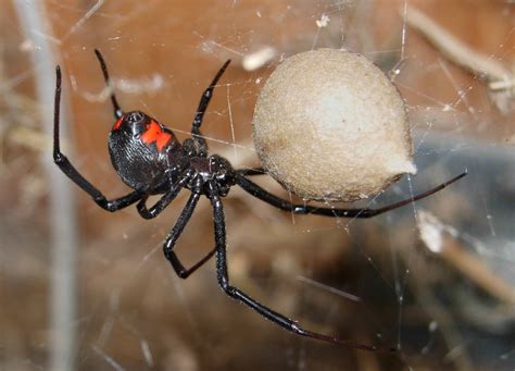 The black widow spider is shy and nocturnal, usually staying hidden in its web, hanging with its belly upward. black widow spider facts